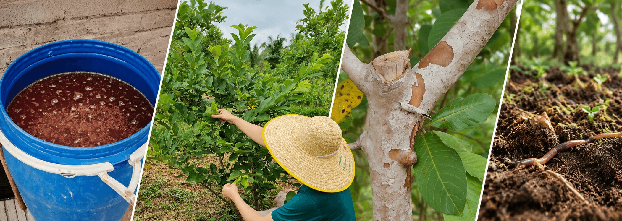 GUAWA orchard care in practice: probiotics, fresh growth, tree trunks and soil.